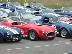 Cobra_0651.jpg