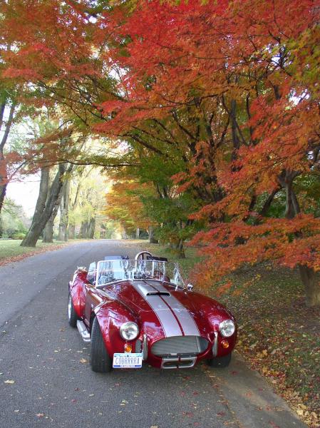 Shelby - AC Cobra