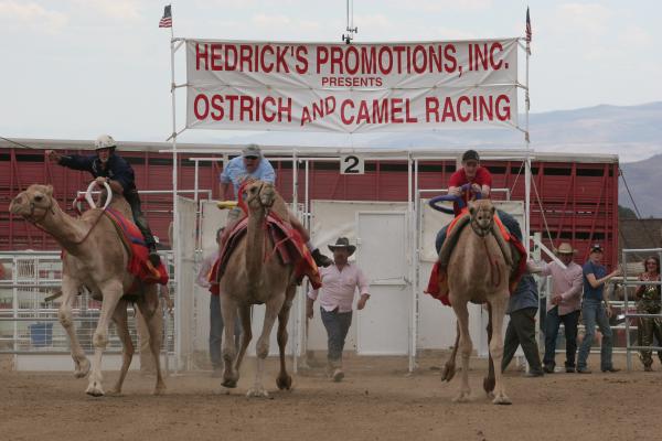 Camel Races