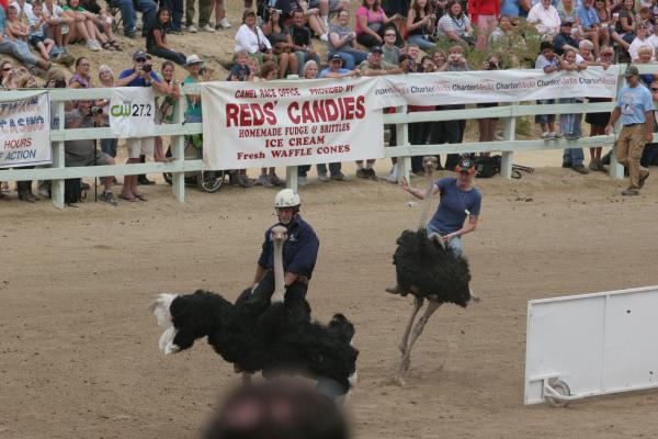 Ostrich Rides