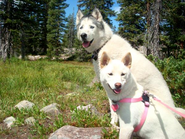 Our Husky Summit and our Shiba Inu Kiya