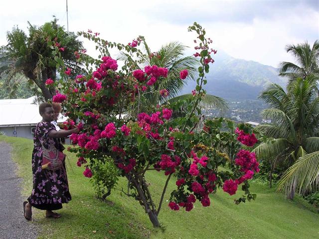 South_Pacific_Island_Small_