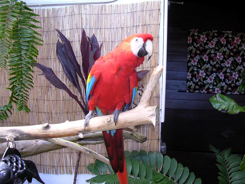 Bird_In_Hawaii_Medium_