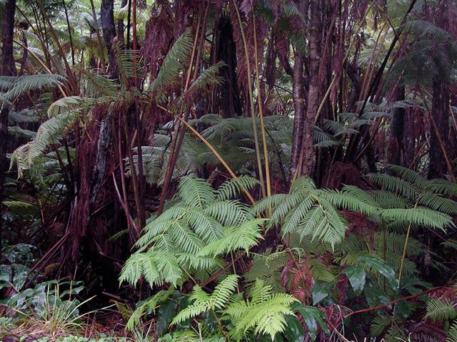 Forrest_In_Hawaii_Small_