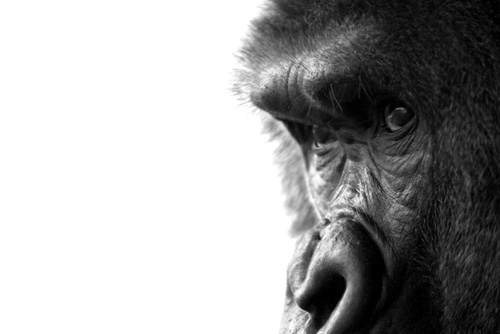 11_McFarland_02_PS_small