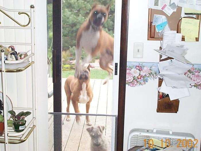 15219major_jumping_on_window