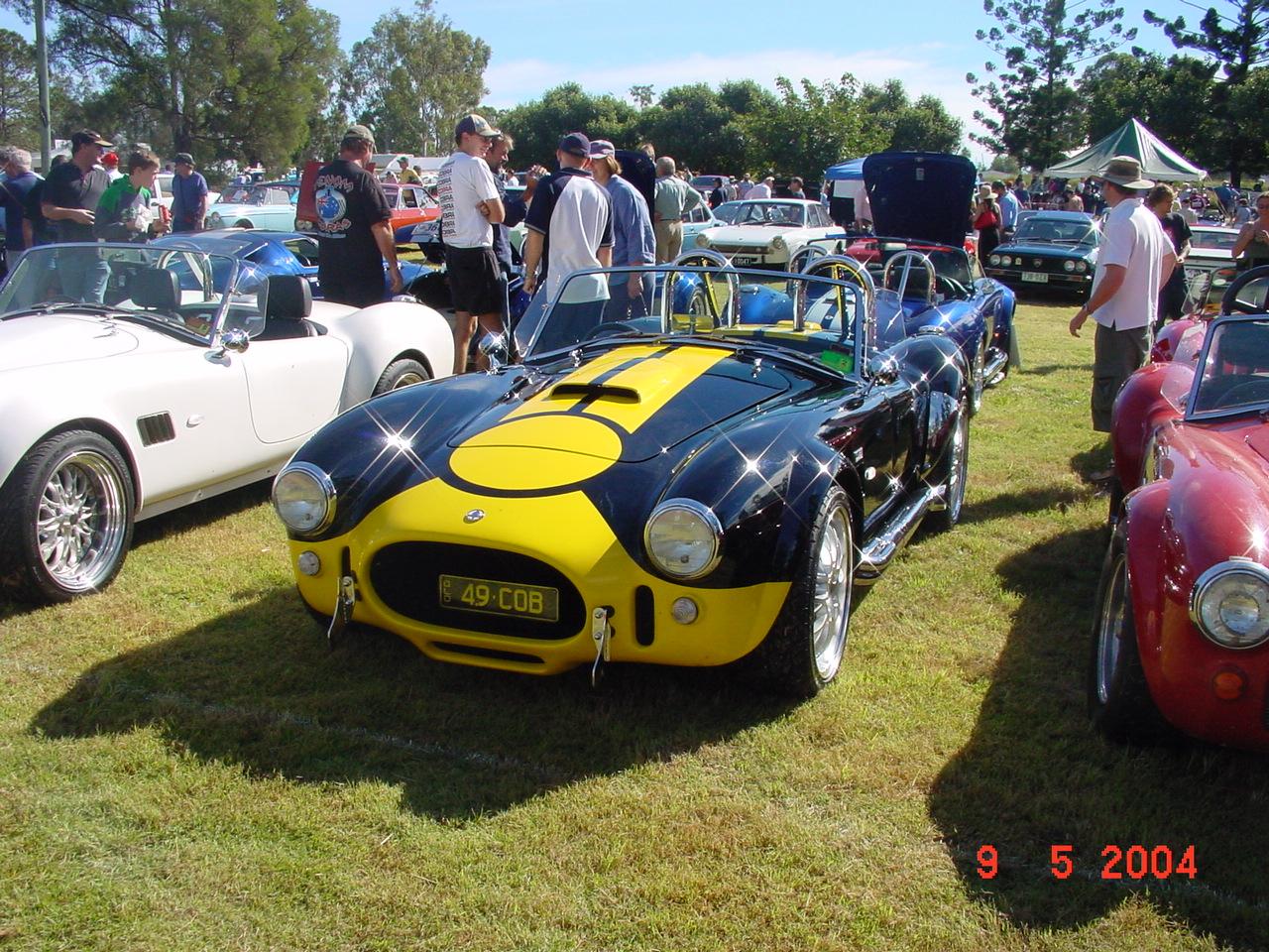 18247Warren_s_Black_Yellow_Cobra