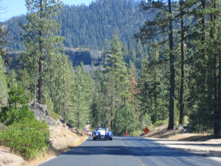 18341Cobera_in_the_trees