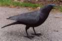 22665Crow