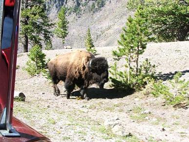 23170Bison_small