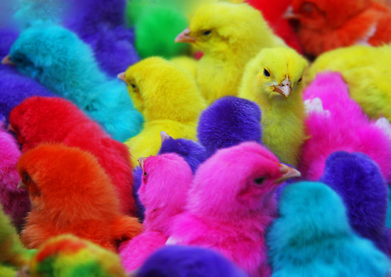 2586018-2-colored-chicks