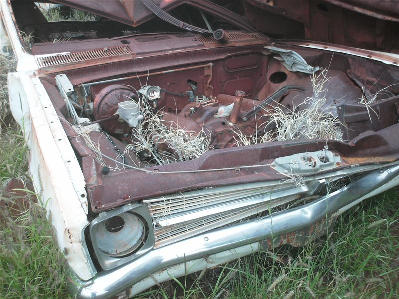 Daves_bush_trip_May_07_142_Medium_