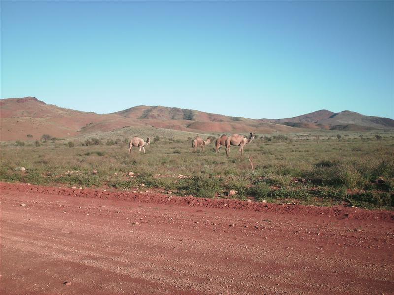 Daves_bush_trip_May_07_146_Medium_