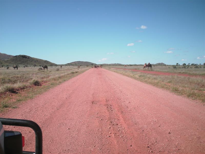 Daves_bush_trip_May_07_151_Medium_