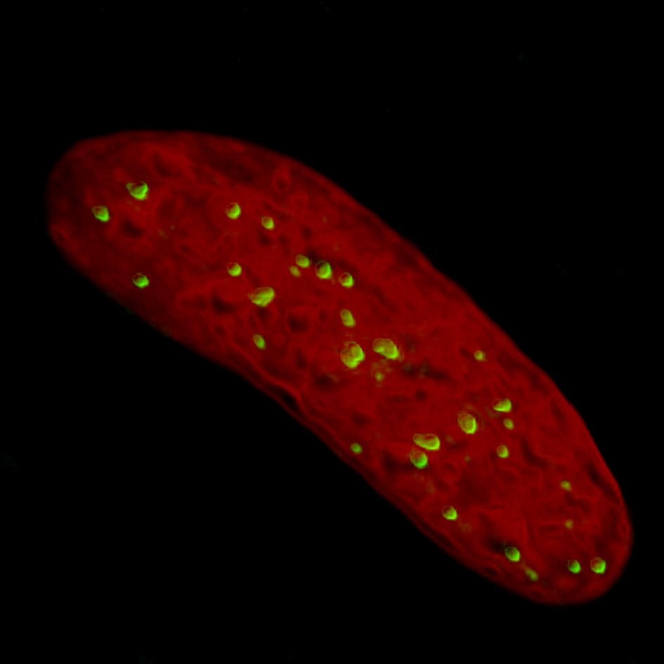 Localization_to_Chromatin