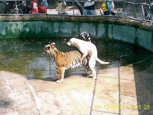Tiger_Dog