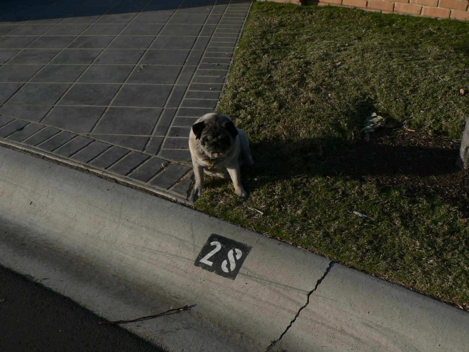 brutus_and_cobra_062