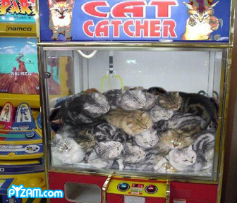 catcatcher_156
