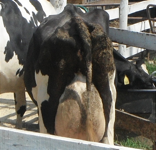cowbutt001