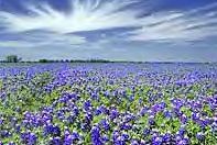 field-of-bluebonnets-G2-26