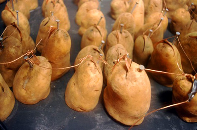 potato_power