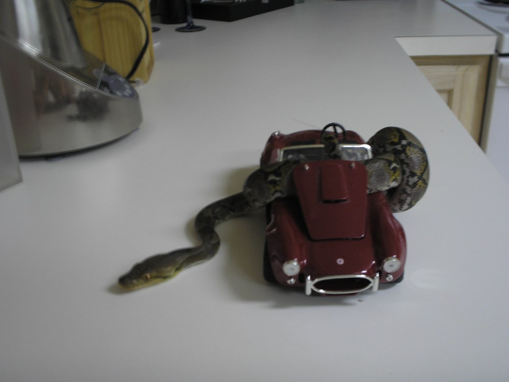 snake_012