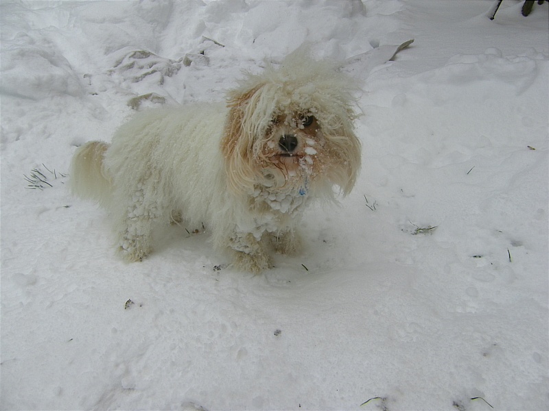 snowdog001