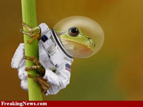 spacefrog