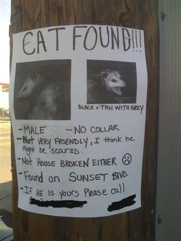 strange-looking-cat-found