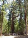 10346sequoia2.jpeg