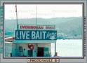 11078live_bait.jpg