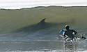 Surfer-shark.jpg