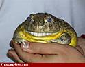 toothyfrog.jpg