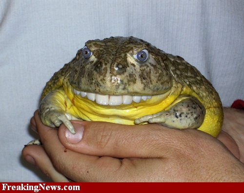 toothyfrog