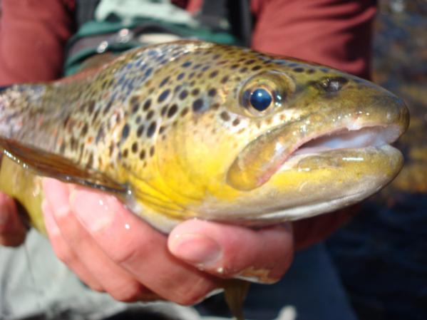 user42018_pic4117_1284508195